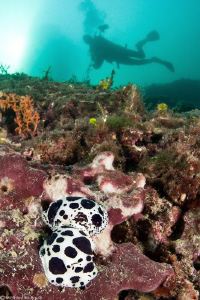 Dotted sea-slug and diver by Mathieu Foulquié 